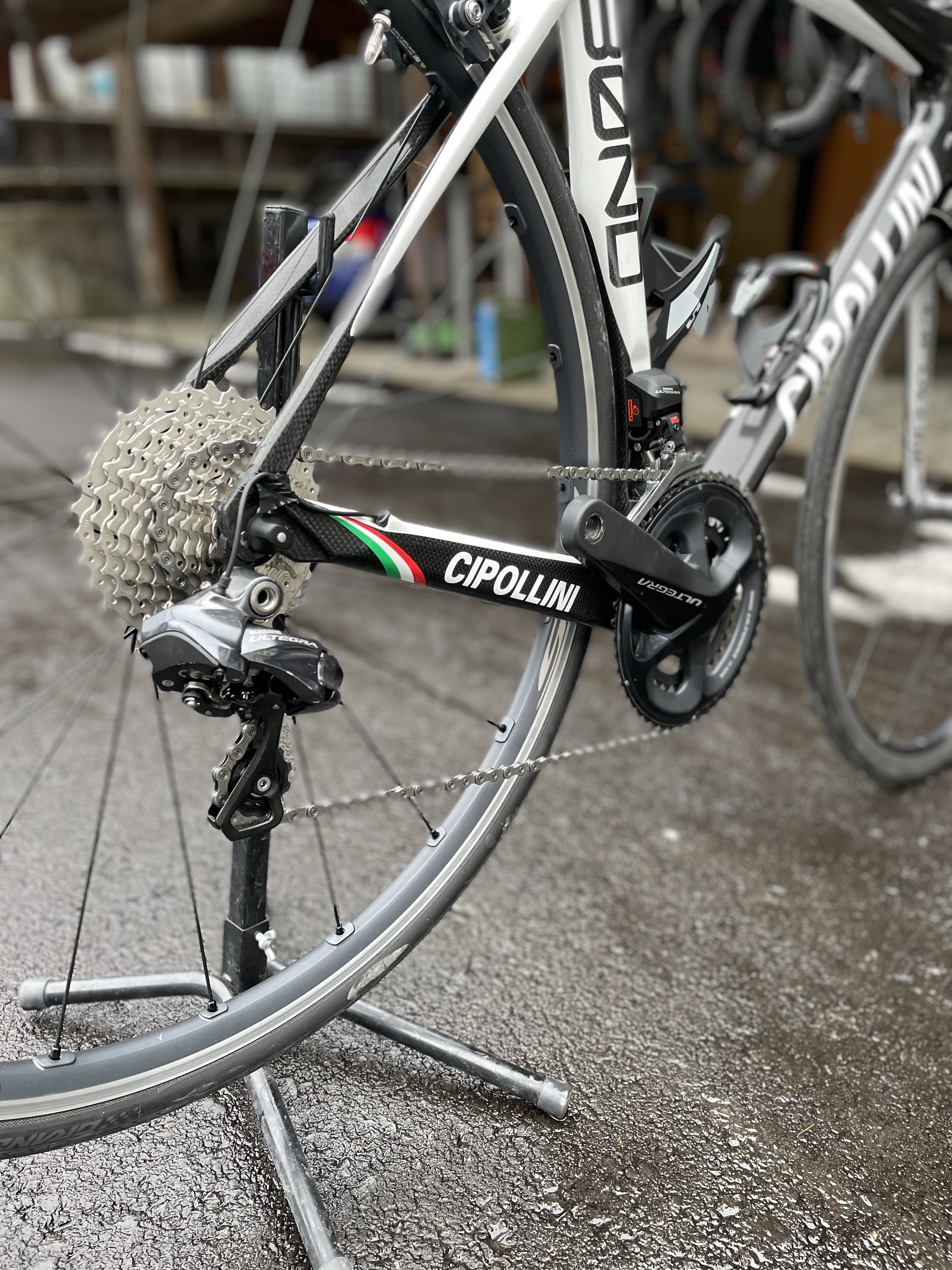 Cipollini Bond in Vendita Nuovo, Large Berna